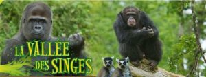 vallee-des-singes