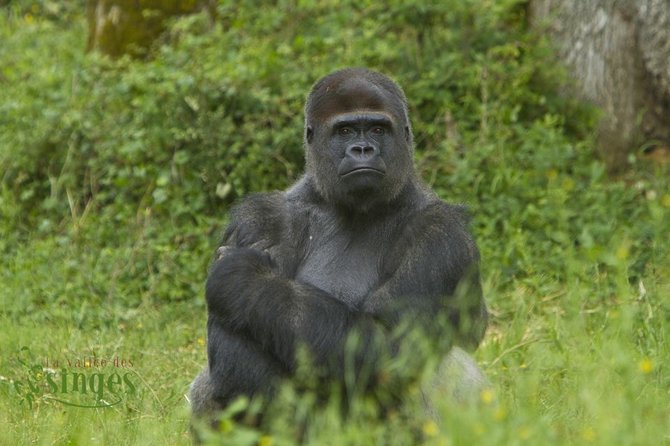 Gagnez vos places pour la Vallée des Singes !